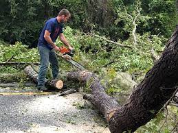 Best Tree Trimming and Pruning  in Fallon, NV