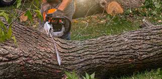 Best Tree Preservation Services  in Fallon, NV