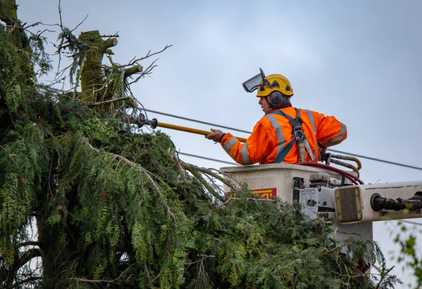  Fallon, NV Tree Care Pros