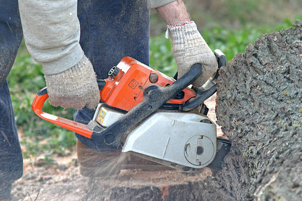 Best Lawn Disease Treatment  in Fallon, NV