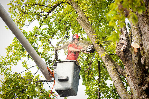 Best Root Management and Removal  in Fallon, NV