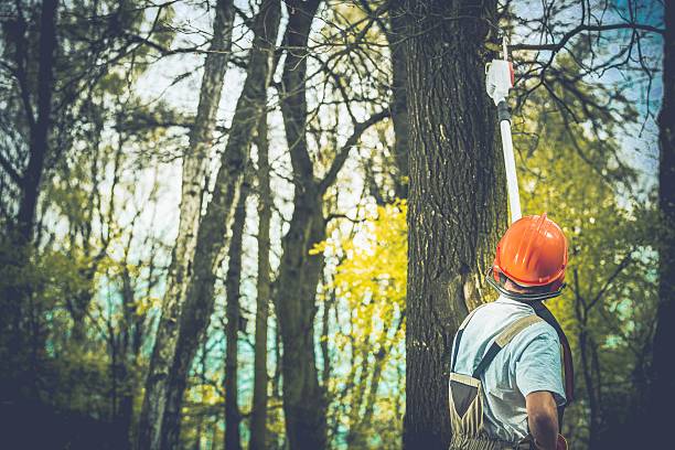 Best Emergency Tree Removal  in Fallon, NV