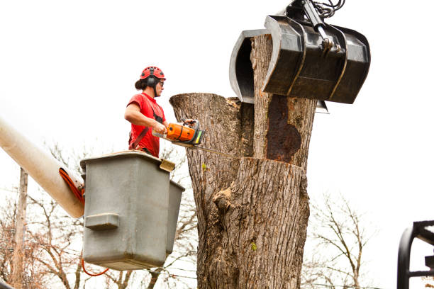 How Our Tree Care Process Works  in  Fallon, NV