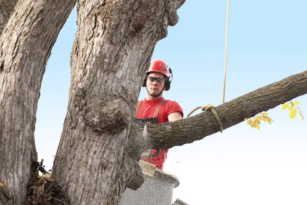 Best Hazardous Tree Removal  in Fallon, NV